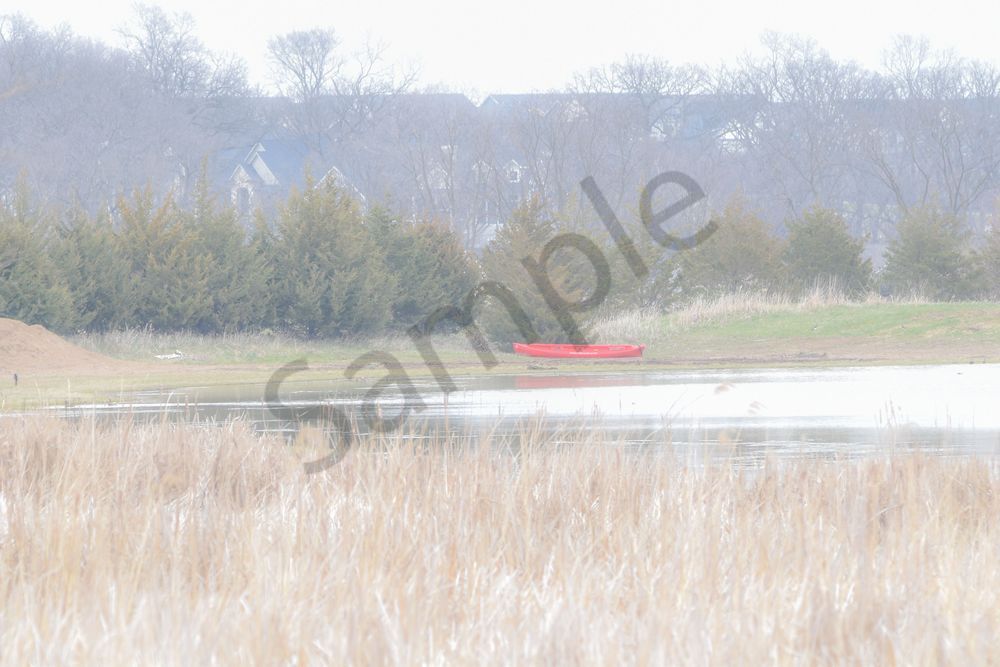 Bird Hunt 5 Photography Art | Photos By Regan