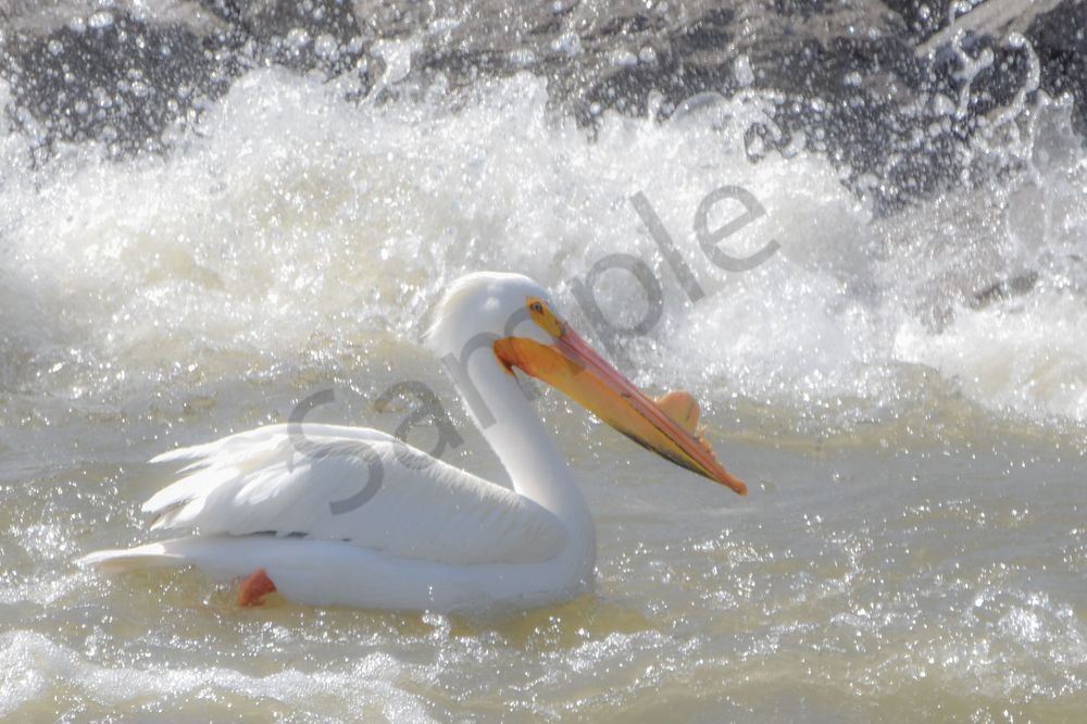 Bird Hunt 59 Photography Art | Photos By Regan
