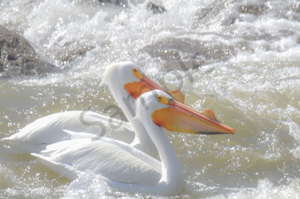 Bird Hunt 51 Photography Art | Photos By Regan