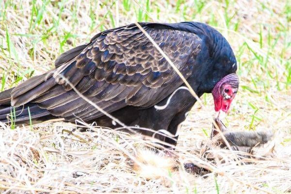 Bird Hunt 4 Photography Art | Photos By Regan