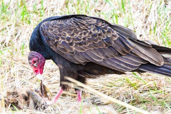 Bird Hunt 3 Photography Art | Photos By Regan