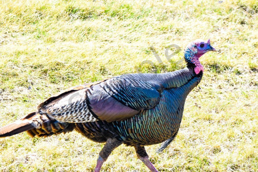 Bird Hunt 34 Photography Art | Photos By Regan