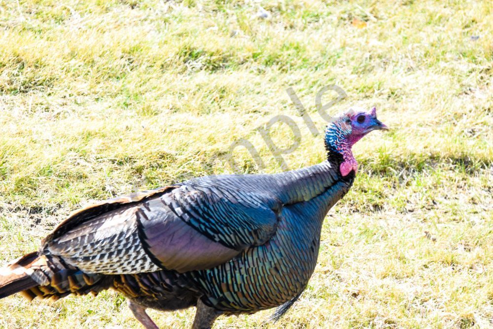 Bird Hunt 35 Photography Art | Photos By Regan