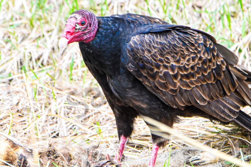 Bird Hunt 2 Photography Art | Photos By Regan