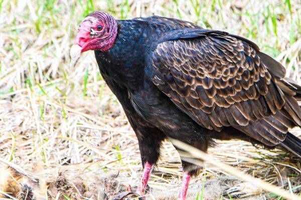 Bird Hunt 2 Photography Art | Photos By Regan