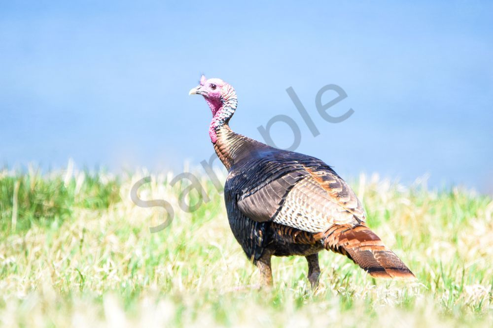Bird Hunt 26 Photography Art | Photos By Regan