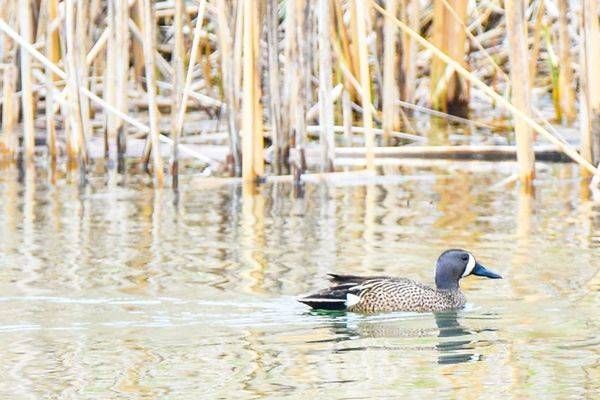Bird Hunt 19 Photography Art | Photos By Regan