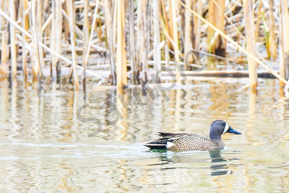 Bird Hunt 19 Photography Art | Photos By Regan