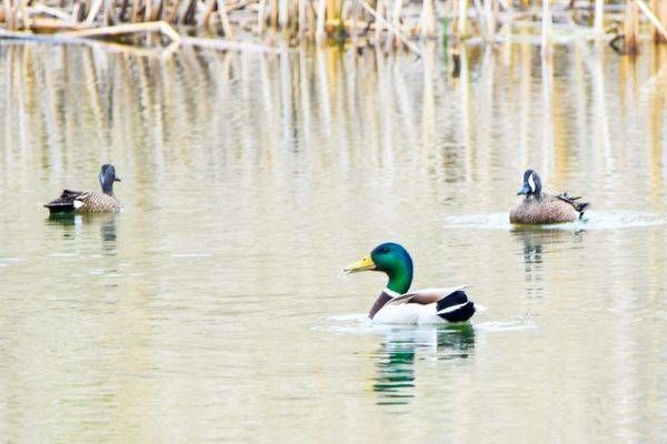 Bird Hunt 17 Photography Art | Photos By Regan
