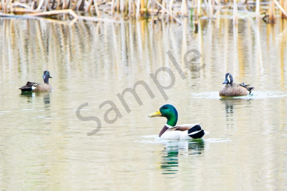 Bird Hunt 17 Photography Art | Photos By Regan