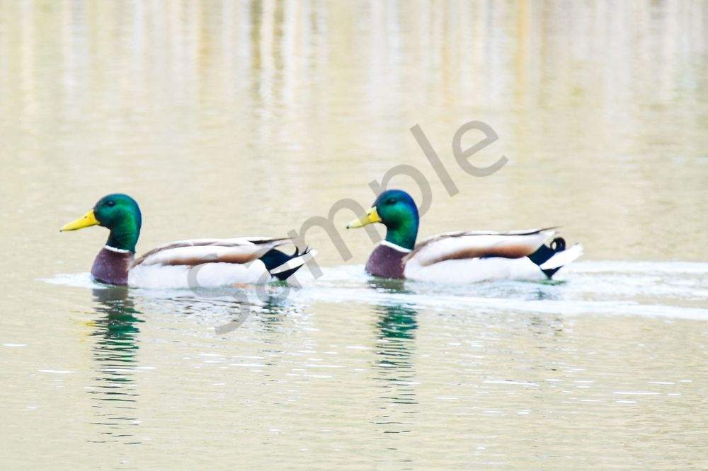 Bird Hunt 14 Photography Art | Photos By Regan