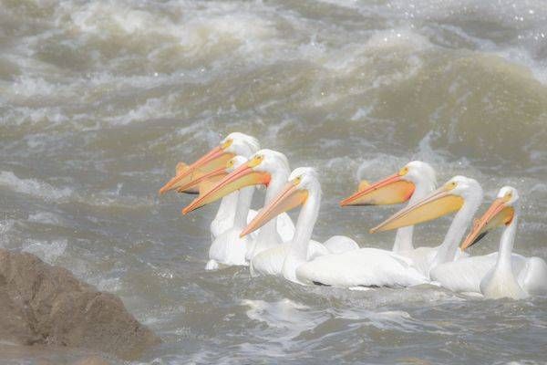 Bird Hunt 109 Photography Art | Photos By Regan