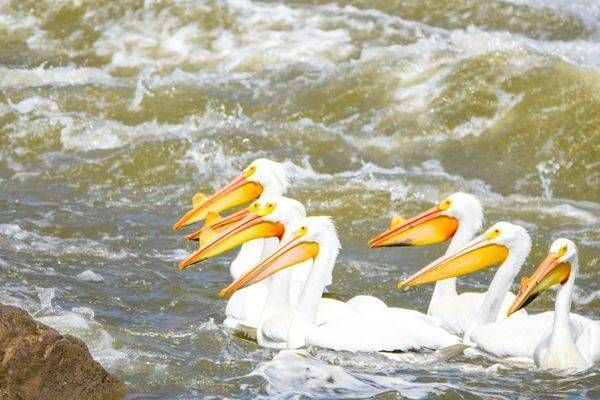 Bird Hunt 108 Photography Art | Photos By Regan