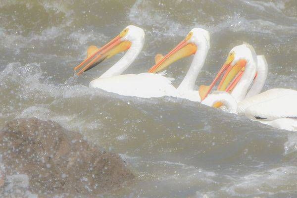 Bird Hunt 105 Photography Art | Photos By Regan
