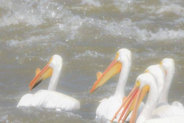 Bird Hunt 104 Photography Art | Photos By Regan