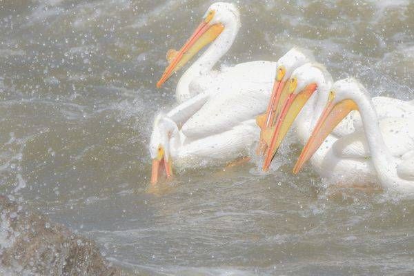 Bird Hunt 107 Photography Art | Photos By Regan