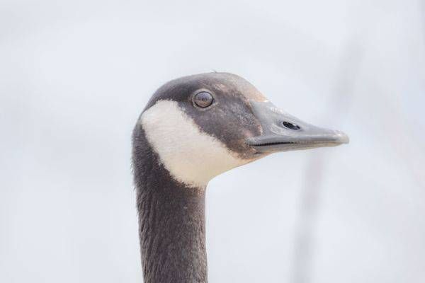 Bird Hunt 100 Photography Art | Photos By Regan
