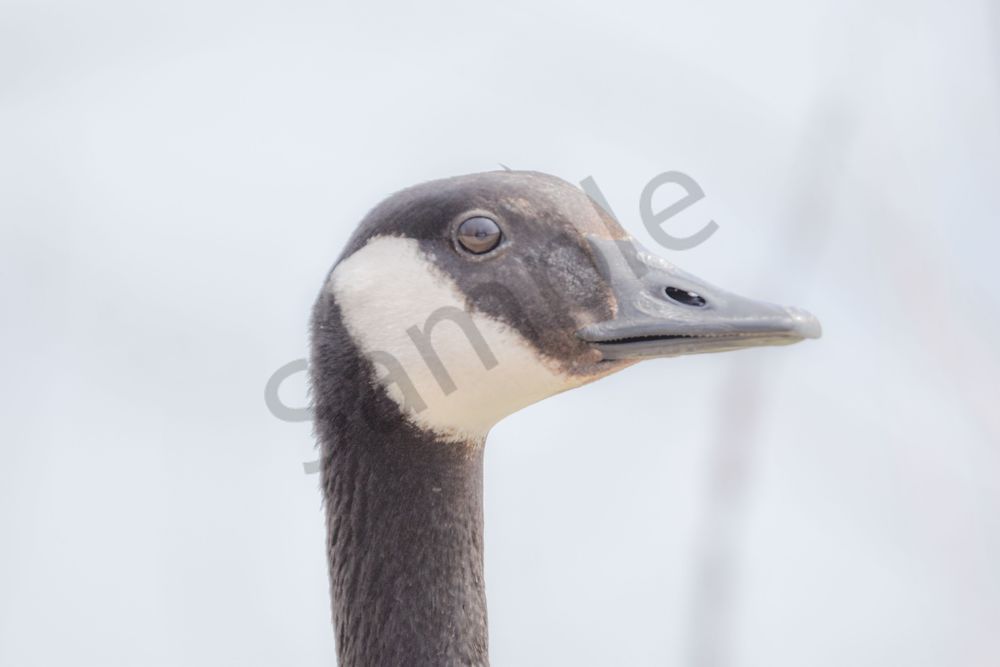 Bird Hunt 100 Photography Art | Photos By Regan