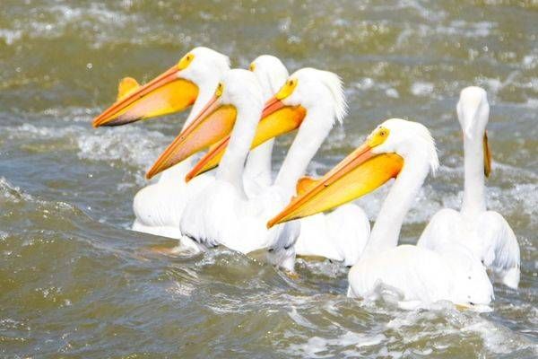 Bird Hunt 103 Photography Art | Photos By Regan