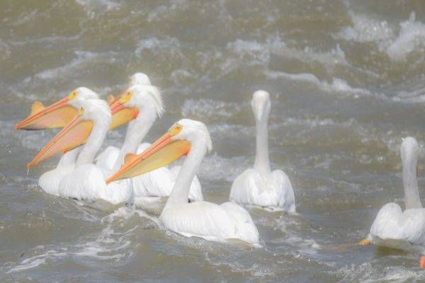 Bird Hunt 102 Photography Art | Photos By Regan