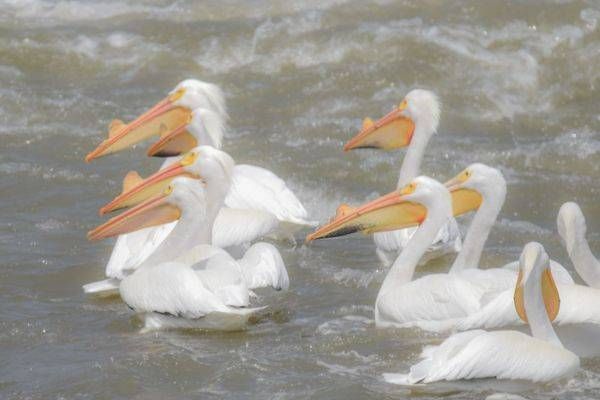 Bird Hunt 115 Photography Art | Photos By Regan