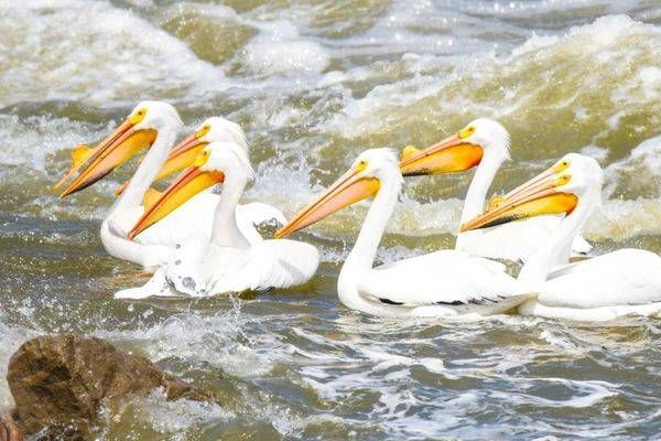 Bird Hunt 111 Photography Art | Photos By Regan