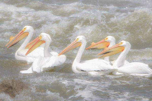 Bird Hunt 110 Photography Art | Photos By Regan