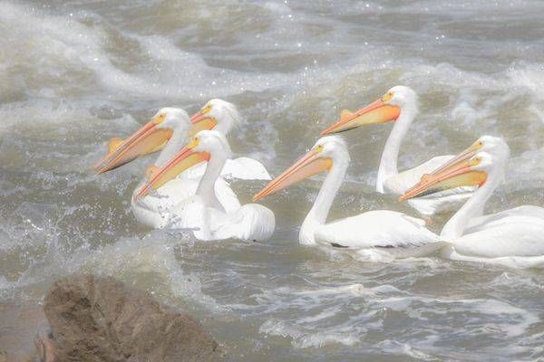 Bird Hunt 112 Photography Art | Photos By Regan