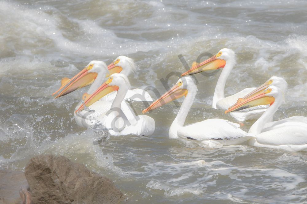 Bird Hunt 112 Photography Art | Photos By Regan