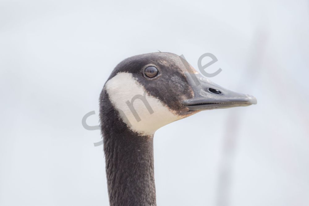 Bird Hunt 99 Photography Art | Photos By Regan