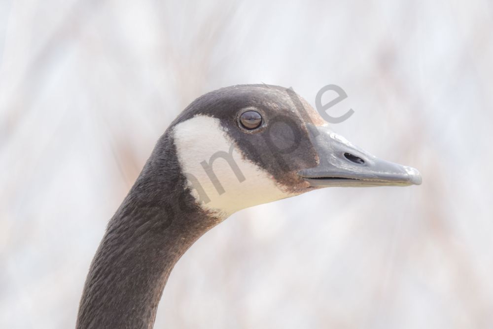 Bird Hunt 96 Photography Art | Photos By Regan