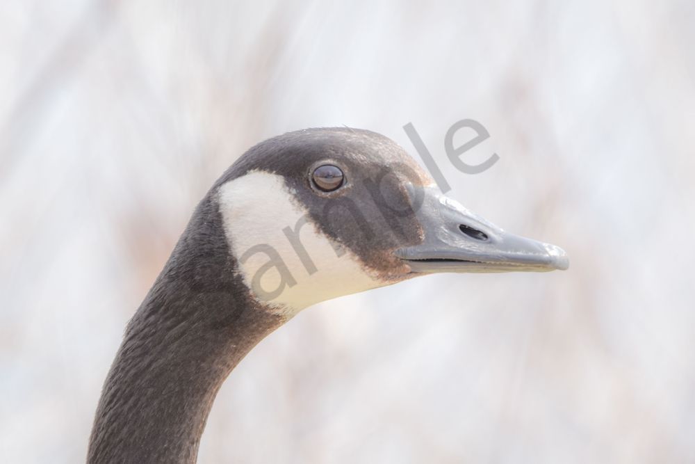 Bird Hunt 95 Photography Art | Photos By Regan