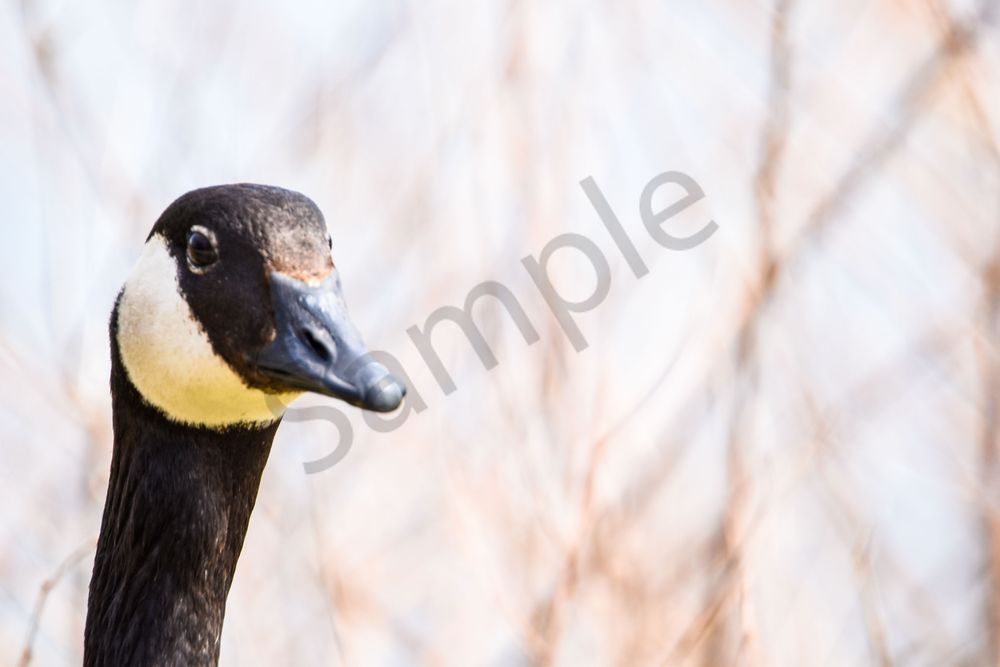 Bird Hunt 92 Photography Art | Photos By Regan