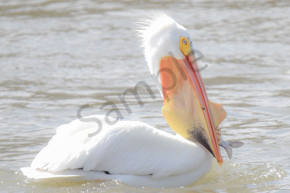 Bird Hunt 90 Photography Art | Photos By Regan