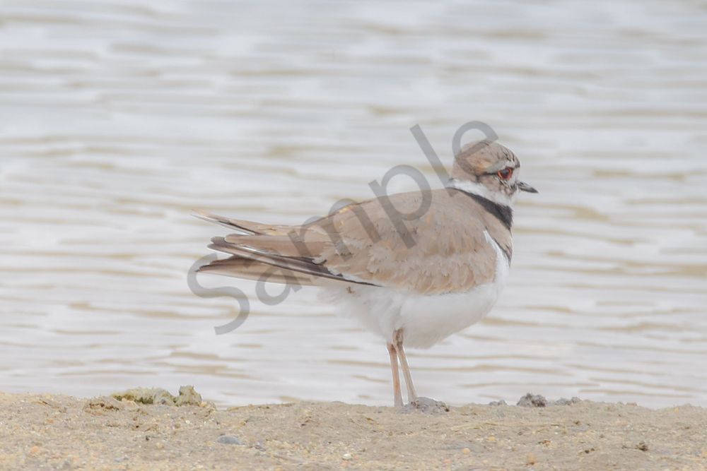 Bird Hunt 8 Photography Art | Photos By Regan
