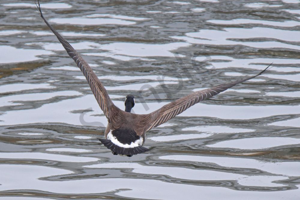 Birds 5.Jpg Photography Art | Photos By Regan