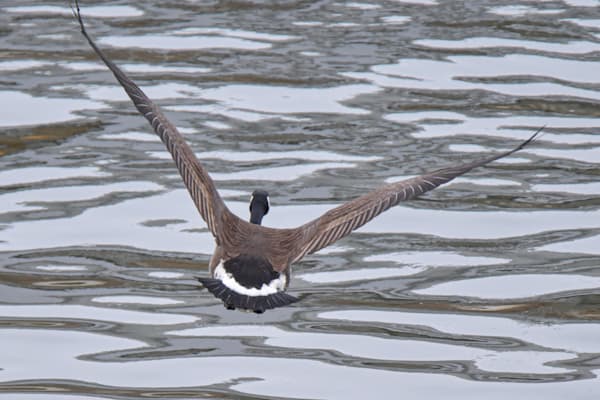 Birds 5.Jpg Photography Art | Photos By Regan