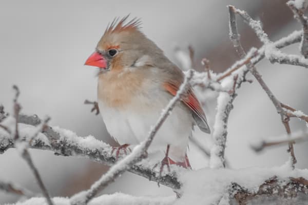 Birds And Farms 14 Photography Art | Photos By Regan