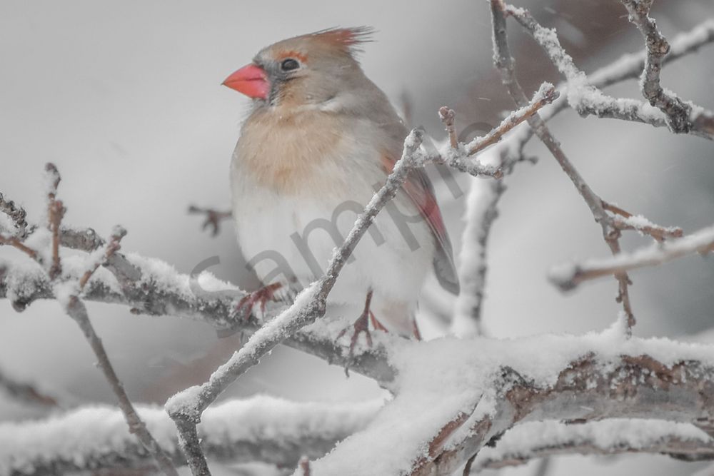 Birds And Farms 10 Photography Art | Photos By Regan
