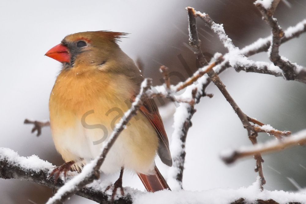 Birds And Farms 11 Photography Art | Photos By Regan