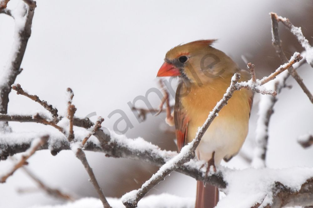 Birds And Farms 12 Photography Art | Photos By Regan