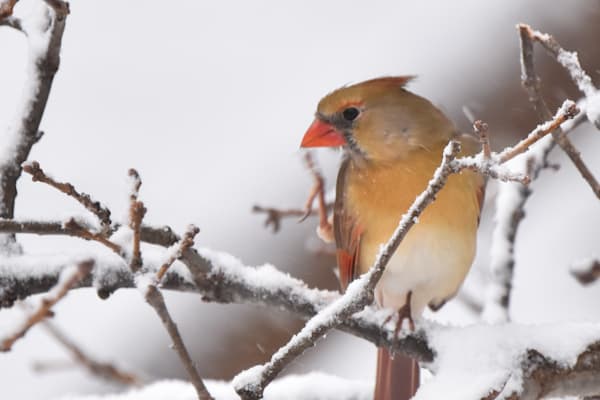 Birds And Farms 12 Photography Art | Photos By Regan