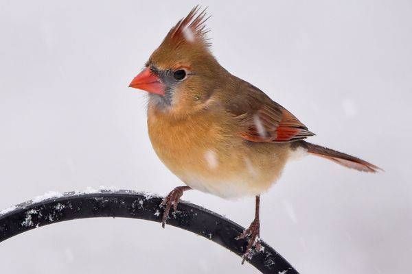 Birds And Farms 9 Photography Art | Photos By Regan