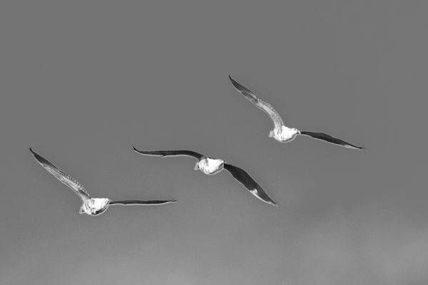 Cranes 9 2 Photography Art | Photos By Regan