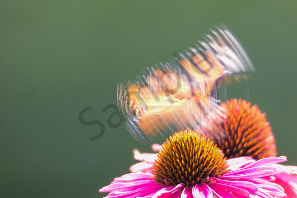 August 2025 969 Photography Art | Photos By Regan