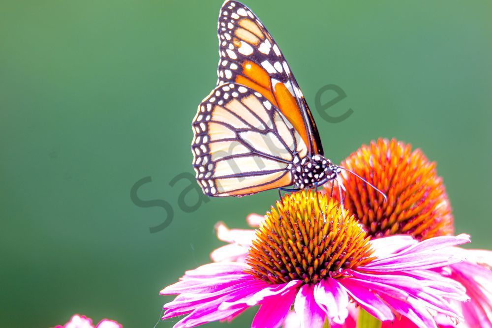 August 2025 975 Photography Art | Photos By Regan