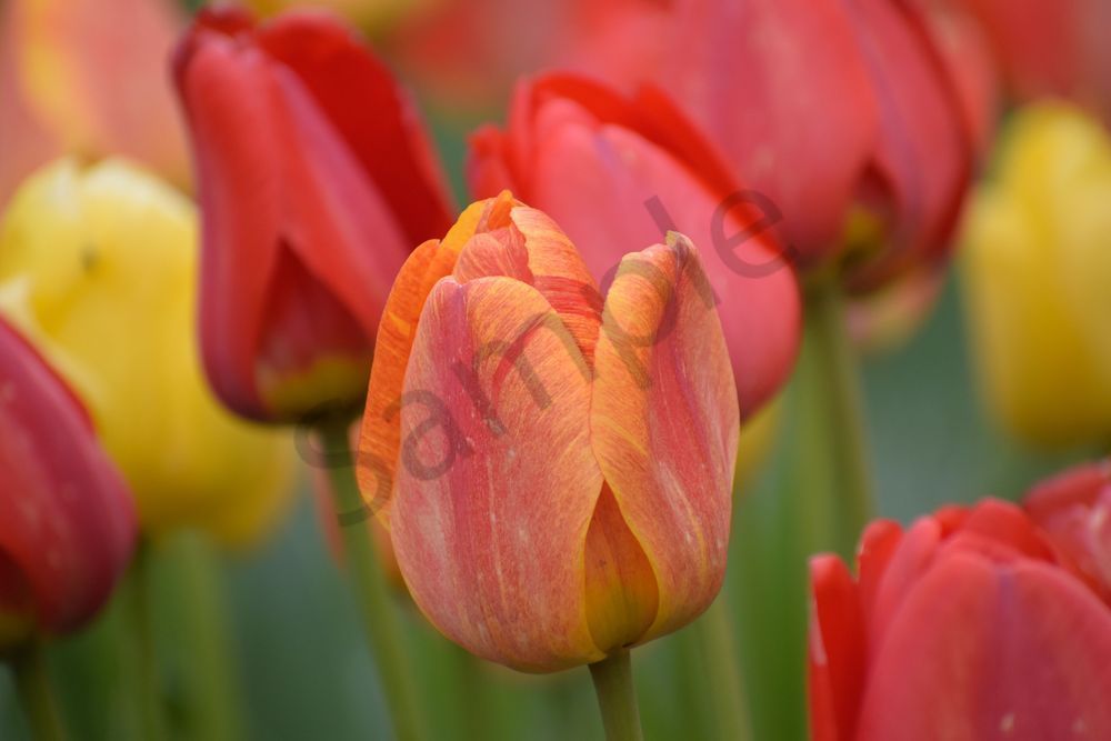 April 2024 584 Photography Art | Photos By Regan