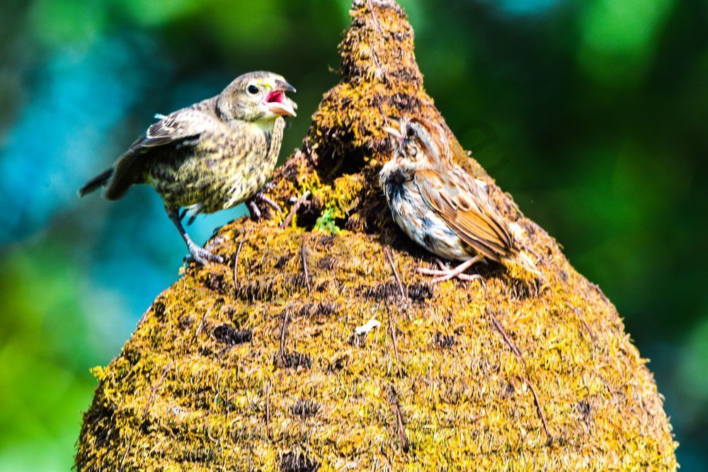 Birds of Buzzards Bay