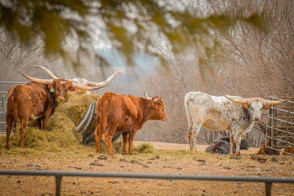 Farmhouses 3.Jpg Photography Art | Photos By Regan