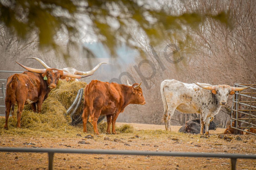 Farmhouses 3.Jpg Photography Art | Photos By Regan